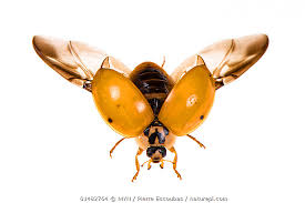 Attēlu rezultāti vaicājumam “Adalia decempunctata”