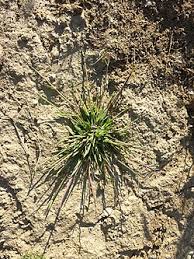 Attēlu rezultāti vaicājumam “Digitaria ischaemum”