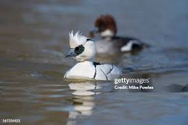 Attēlu rezultāti vaicājumam “Mergus albellus”