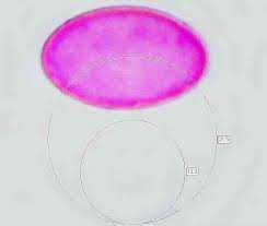 Attēlu rezultāti vaicājumam “Disciotis venosa”