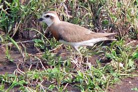 Image result for Charadrius asiaticus