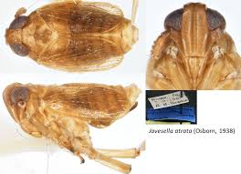 Attēlu rezultāti vaicājumam “Javesella pellucida female”