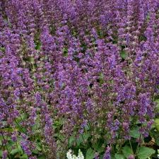 Attēlu rezultāti vaicājumam “Salvia verticillata leaf”