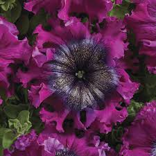Image result for Petunia hybrida