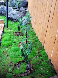 Attēlu rezultāti vaicājumam “Bryum caespiticium sporophyte”