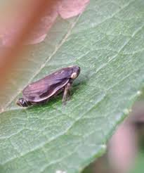 Attēlu rezultāti vaicājumam “Neophilaenus lineatus”