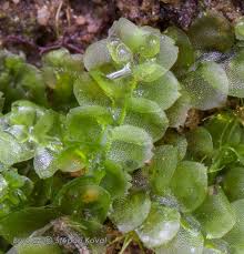 Attēlu rezultāti vaicājumam “Calypogeia”