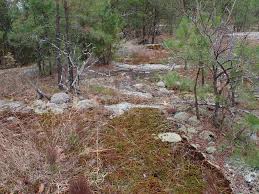 Attēlu rezultāti vaicājumam “Thamnobryum subserratum”