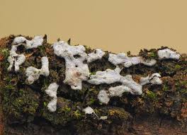 Attēlu rezultāti vaicājumam “Badhamiopsis macrospora”