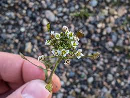 Attēlu rezultāti vaicājumam “Capsella bursa-pastoris bud”