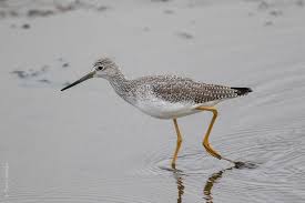 Image result for Tringa melanoleuca