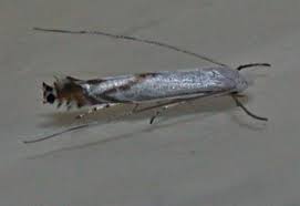 Attēlu rezultāti vaicājumam “Lyonetia prunifoliella”