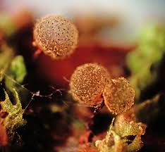 Attēlu rezultāti vaicājumam “Cribraria argillacea spores”