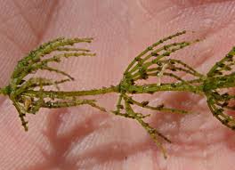 Attēlu rezultāti vaicājumam “Chara aspera”