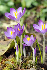 Attēlu rezultāti vaicājumam “Crocus tommasinianus flower”