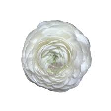 Attēlu rezultāti vaicājumam “Ranunculus elatior”