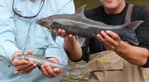 Image result for Cycleptus elongatus