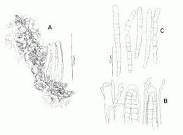 Attēlu rezultāti vaicājumam “Stictis”