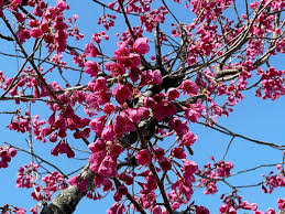 Image result for 緋寒桜