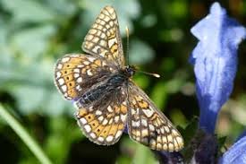 Attēlu rezultāti vaicājumam “Euphydrias aurinia”