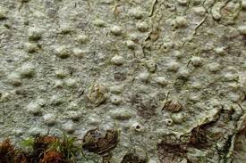 Attēlu rezultāti vaicājumam “Pertusaria leioplaca”