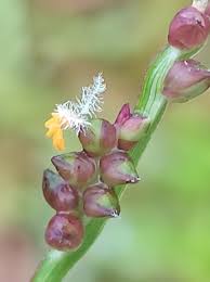 Attēlu rezultāti vaicājumam “Bistorta vivipara flower”