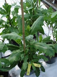 Attēlu rezultāti vaicājumam “Lactuca serriola”