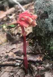 Attēlu rezultāti vaicājumam “Monotropa hypopitys”