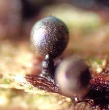 Attēlu rezultāti vaicājumam “Lamproderma pseudomaculatum”