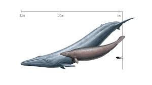 Image result for Balaenoptera musculus