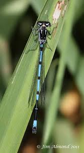 Attēlu rezultāti vaicājumam “Coenagrion pulchellum male”