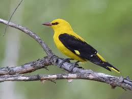 Attēlu rezultāti vaicājumam “Oriolus oriolus male”