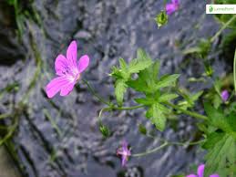 Attēlu rezultāti vaicājumam “Geranium palustre flower”