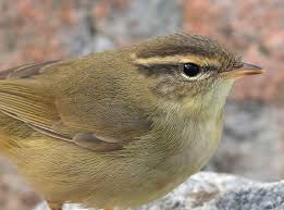 Image result for Phylloscopus schwarzi