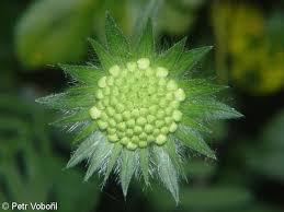 Attēlu rezultāti vaicājumam “Knautia arvensis bud”
