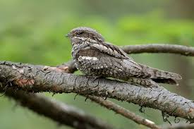 Attēlu rezultāti vaicājumam “Caprimulgus europaeus”