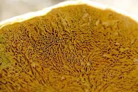 Attēlu rezultāti vaicājumam “Inonotus rheades”