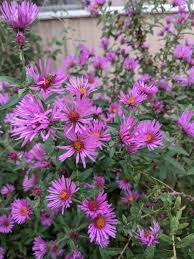 Attēlu rezultāti vaicājumam “Symphyotrichum novae-angliae flower”
