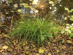 Attēlu rezultāti vaicājumam “Carex remota fruit”