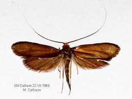 Attēlu rezultāti vaicājumam “Nemophora metallica”