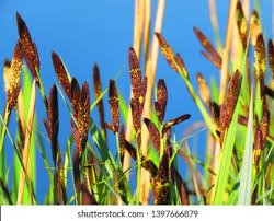 Attēlu rezultāti vaicājumam “Carex acutiformis flower”