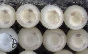 Attēlu rezultāti vaicājumam “Pentatomidae eggs”