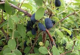 Attēlu rezultāti vaicājumam “Lonicera caerulea var. pallasii fruit”