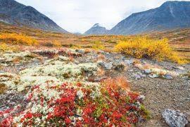 Attēlu rezultāti vaicājumam “Blysmus compressus fruit”
