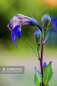 Attēlu rezultāti vaicājumam “Campanula persicifolia bud”