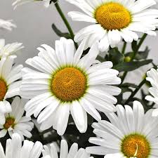 Image result for Chrysanthemum leucanthemum