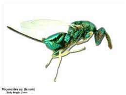 Attēlu rezultāti vaicājumam “Torymidae”