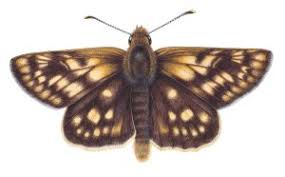 Attēlu rezultāti vaicājumam “Carterocephalus palaemon upperside”
