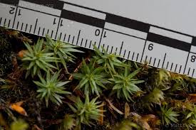 Attēlu rezultāti vaicājumam “Pogonatum urnigerum macro”