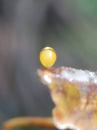 Attēlu rezultāti vaicājumam “Craterium minutum young”